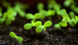 Community Garden Warren County NJ-sprouts