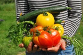 Community Garden Warren County NJ-vegetables in hand
